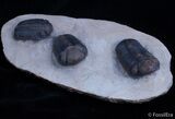 Triple Phacops Trilobite Plate - Very Displayable #2308-4